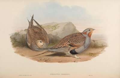 Syrrhaptes paradoxus by John Gould